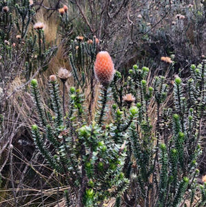 Meet your Posher, Kirsten